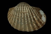 藏品(血蚶)的圖片